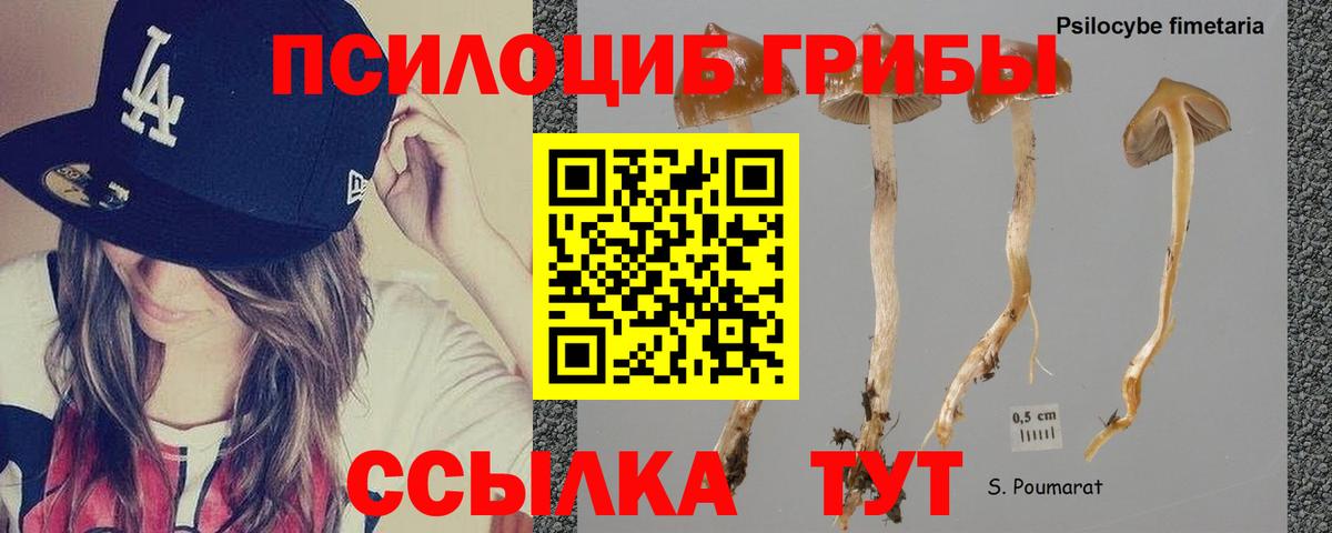 Псилоцибиновые грибы Psilocybe Нарьян-Мар